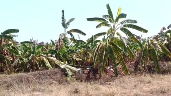 Banana Trees