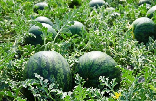 Watermelons Sell for Up to ₹12,000 Per Ton