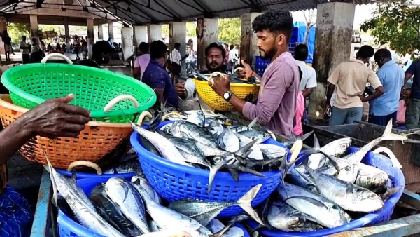 Thoothukudi Fish Market