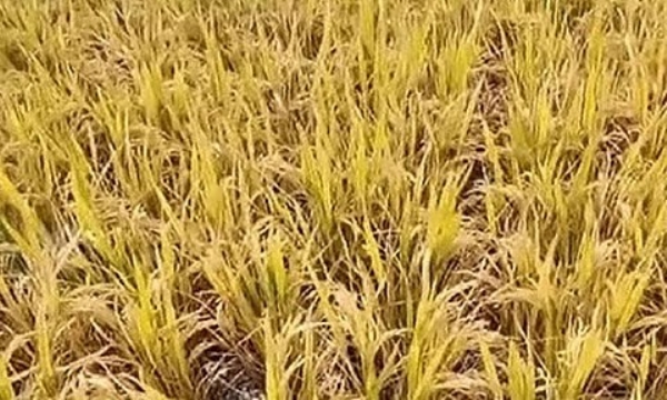 9 மாவட்டங்களில் மழையினால் ஏறத்தாழ 850 ஹெக்டேர் பரப்பளவிலான பயிர்கள் பாதிப்பு - தமிழக அரசின் தகவல்