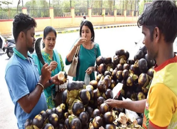 Increase in Palmyra Sprout Sales