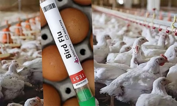 பறவைக் காய்ச்சல் மனிதர்களுக்குப் பரவுவதற்குச் சாத்தியக்கூறுகள் குறைவு - பொது சுகாதாரத் துறை