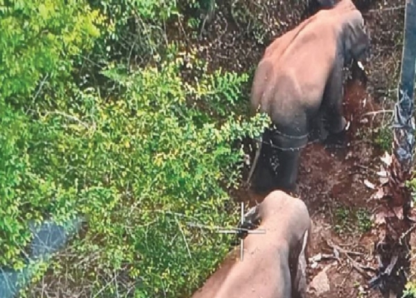 Herd of Elephants Damages Agricultural Lands Herd of Elephants Damages Agricultural Lands