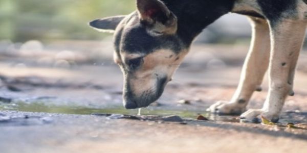 பிணவறையில் இளைஞரின் உடலை திண்ற நாய்