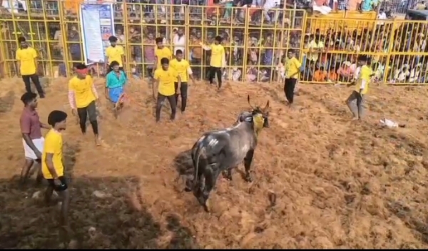 ஜல்லிக்கட்டு ஜல்லிக்கட்டு