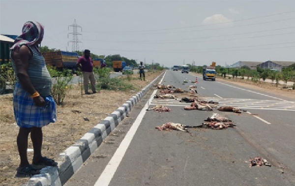 26 Sheep Tragically Killed