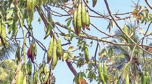 வவ்வால்களால் விளைச்சல் பாதிப்பு - இலவம் பிஞ்சு விவசாயிகள் வேதனை