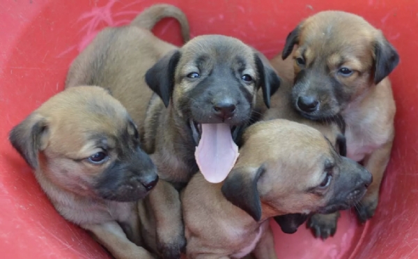 நாய் குட்டிகள்