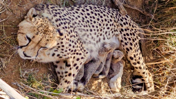 இந்தியாவில் சிறுத்தைகளின் எண்ணிக்கை 53 ஆக உயர்வு