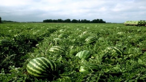 Watermelon Cultivation