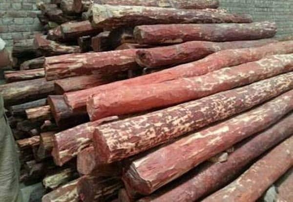 செம்மரம்