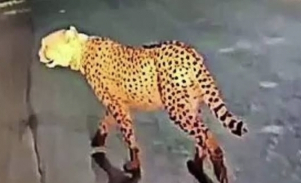 சிறுத்தை