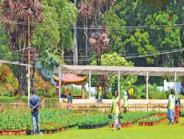 Preparations for the Flower Show