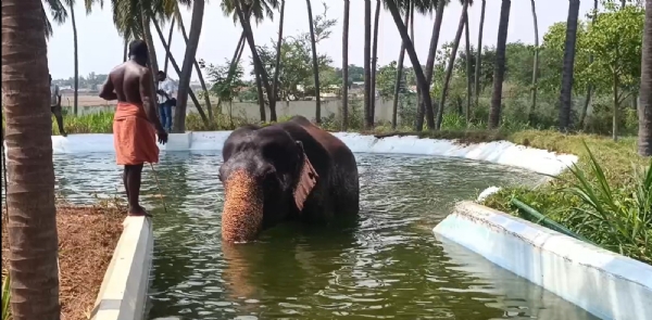 Kasthuri Elephant