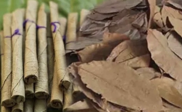 பீடி இலைகள்