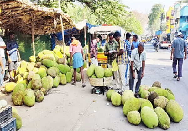 Jackfruit sales rise Jackfruit sales rise