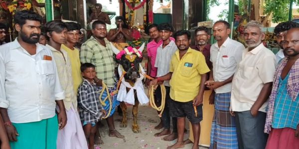 'கரிகாலன்' காளைக்கு பிறந்தநாள் கேக் வெட்டிக் கொண்டாடிய மக்கள்