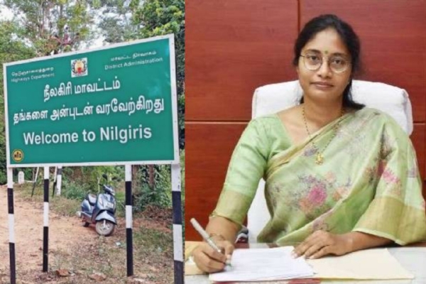 Nilgirs