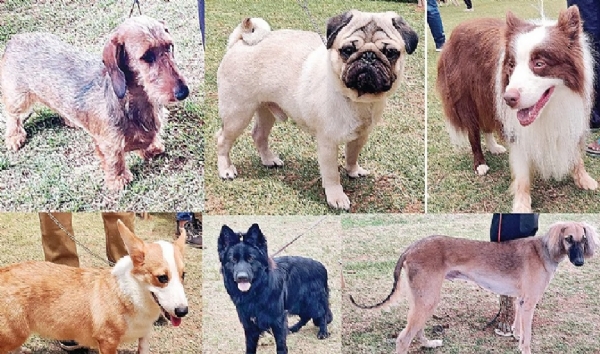 dog show held in Ooty dog show held in Ooty