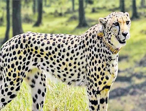 Deadly Virus Spreading from Dogs to Wildlife