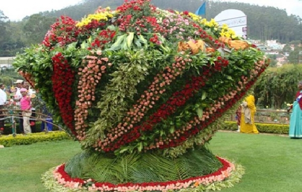 Rose Exhibition in the Nilgiris Begins Tomorrow
