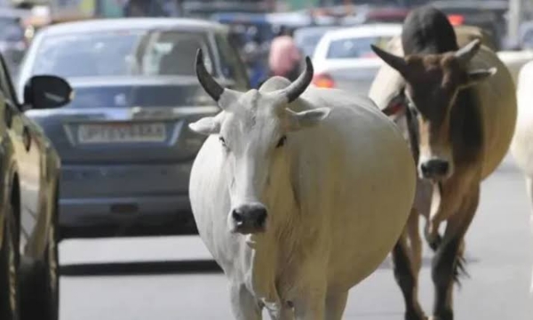 மாடு முட்டி படுகாயம் மாடு முட்டி படுகாயம்