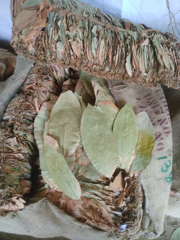 Beedi Leafs Beedi Leafs