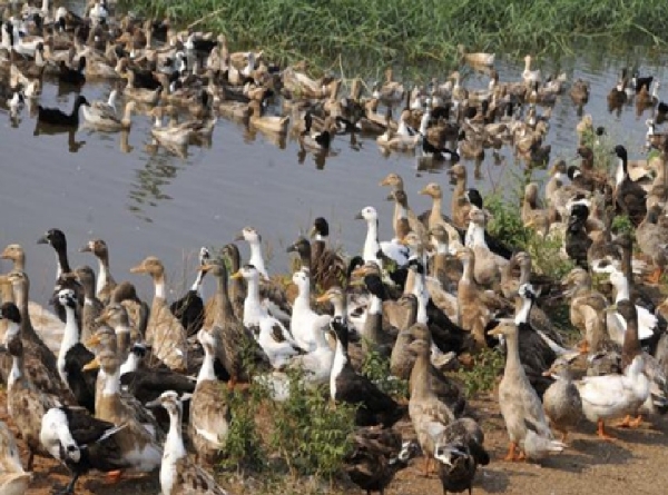Duck Rearing: A Helping Hand for Farmers Duck Rearing: A Helping Hand for Farmers