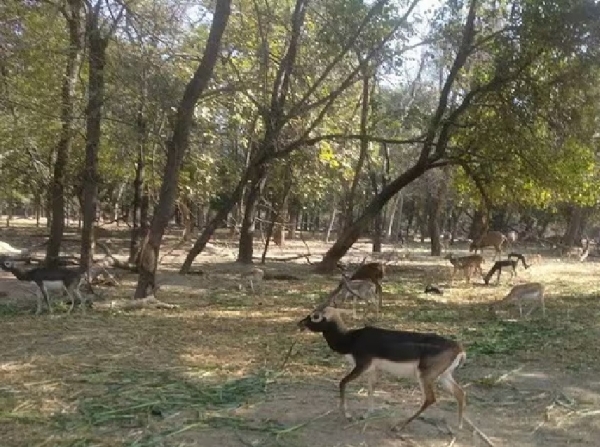 Special arrangements at Punjab Zoo to protect animals from the heatwave Special arrangements at Punjab Zoo to protect animals from the heatwave