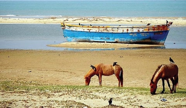 குதிரை சவாரி