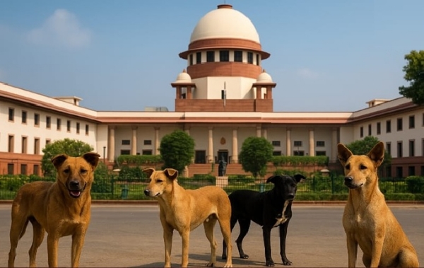 தெருநாய்கள் தொடர்பான உத்தரவில் திருத்தம் கோரிய மனுக்கள் தள்ளுபடி - உச்சநீதிமன்றம் அதிரடி தெருநாய்கள் தொடர்பான உத்தரவில் திருத்தம் கோரிய மனுக்கள் தள்ளுபடி - உச்சநீதிமன்றம் அதிரடி