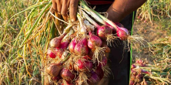 Small Onion