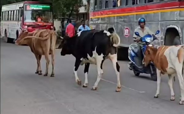 திருச்சியில் சாலைகளில் சுற்றித் திரியும் கால்நடை உரிமையாளர்களிடமிருந்து  ₹48 லட்சம் அபராதம் வசூல்