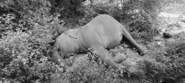 Elephant Death Elephant Death