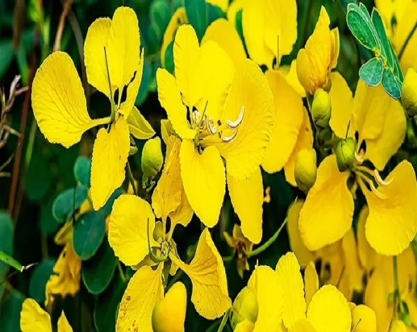 Benefits of the Aavaram Flower Benefits of the Aavaram Flower