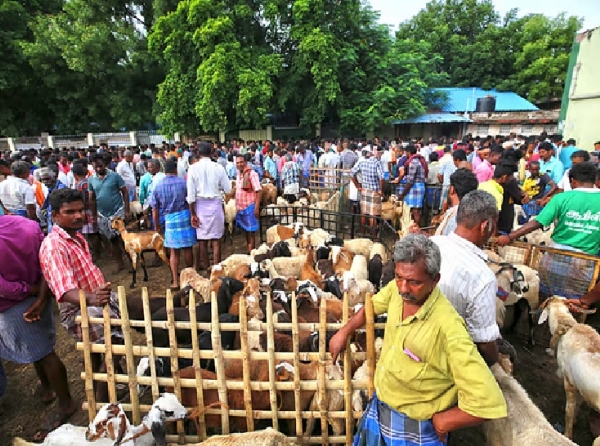 Sales Exceed ₹7 Crore at Thirumangalam Sheep Market