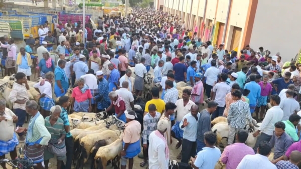 Goat Market Goat Market