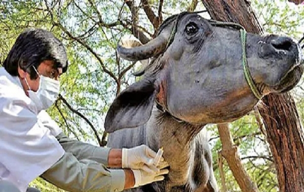 admission to veterinary courses from May 25
