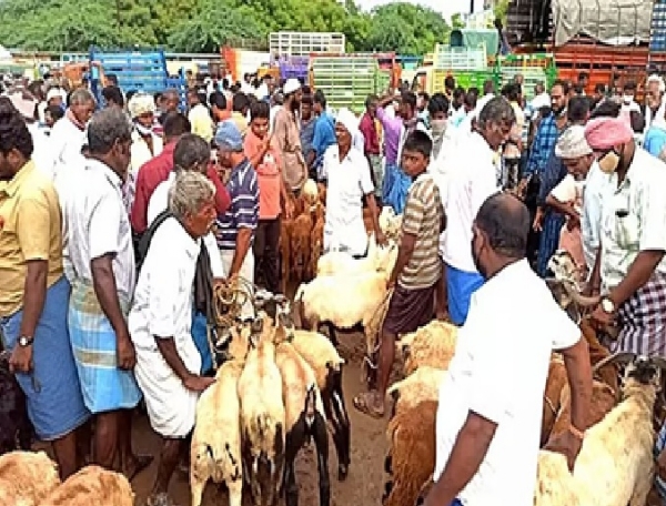 பக்ரீத் பண்டிகையை முன்னிட்டு எட்டயபுரம் கால்நடைச் சந்தையில் ரூ.4 கோடிக்கு ஆடுகள் விற்பனை பக்ரீத் பண்டிகையை முன்னிட்டு எட்டயபுரம் கால்நடைச் சந்தையில் ரூ.4 கோடிக்கு ஆடுகள் விற்பனை