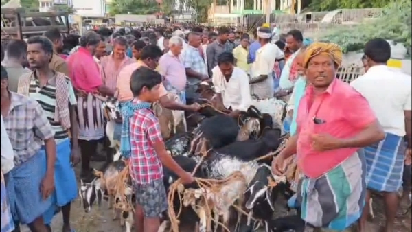 Goat Market