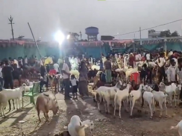 Goat prices rise in Lucknow markets ahead of Bakrid