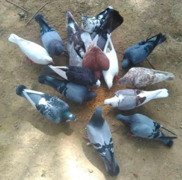 க