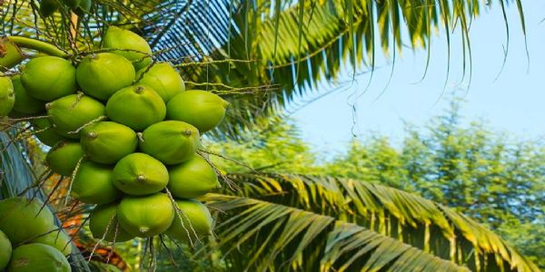அதிக மகசூல் மற்றும் லாபம் தென்னை சாகுபடி..!