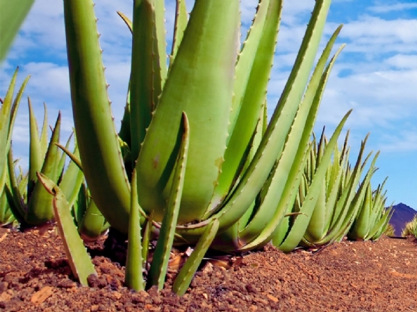 Aloe Vera Cultivation