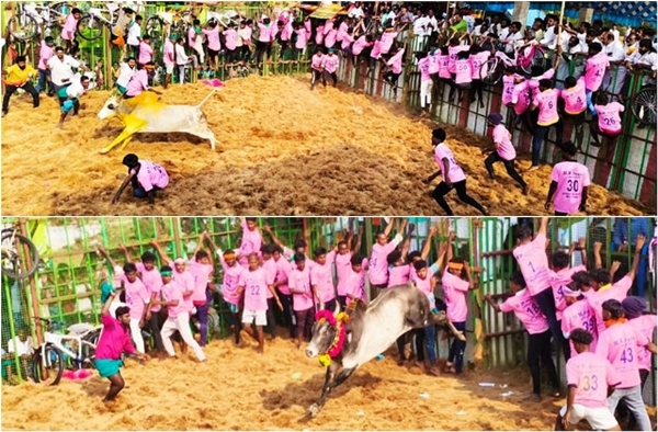 பொன்னமராவதி அருகே ஜல்லிக்கட்டு போட்டி கோலாகலமாகத் தொடக்கம் - 800 காளைகள், 300 வீரர்கள் பங்கேற்பு