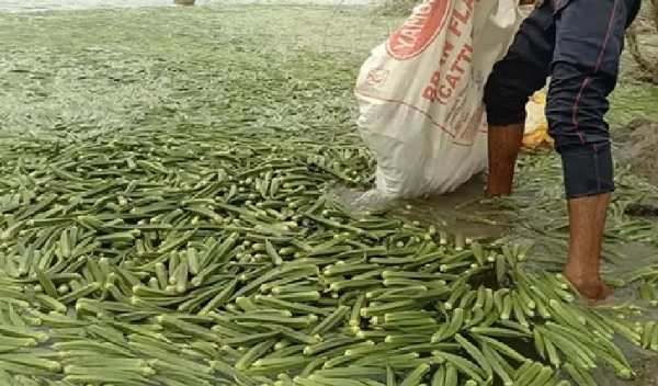 Okra Prices Plummet