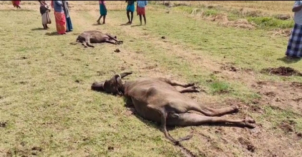 Buffalo