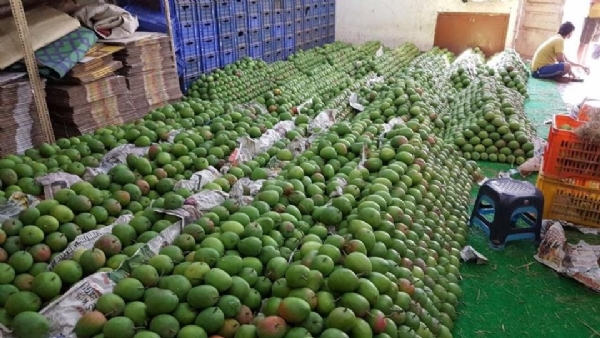 Mangoes