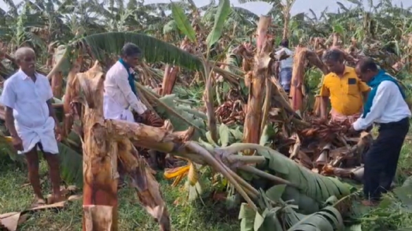 Banana Trees