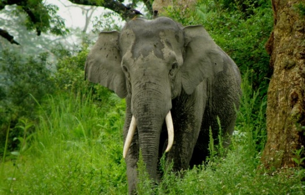 யானை யானை